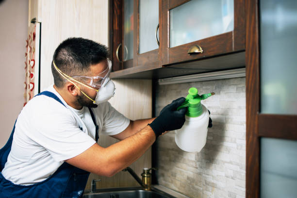 Best Flea Control Services  in Thoreau, NM