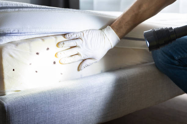 Best Residential Pest Control  in Thoreau, NM