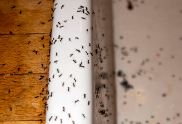 Best Bed Bug Extermination  in Thoreau, NM