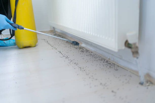 Best Pest Control Near Me  in Thoreau, NM