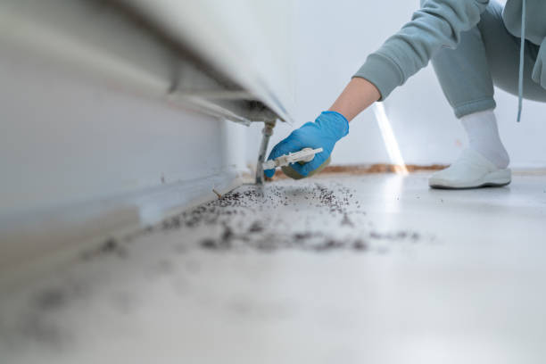 Best Bed Bug Extermination  in Thoreau, NM